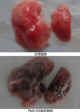 復旦研究稱霧霾使鮮肺6天變黑肺且無法逆轉